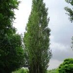 Populus nigra 整株植物