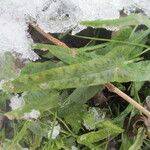 Asplenium rhizophyllum Hábitos