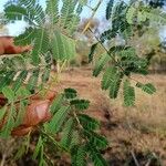 Acacia etbaica পাতা