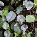 Peperomia peltilimba Hoja