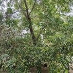 Quercus sartorii Yeri