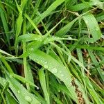 Carex paniculata Leaf