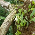 Epidendrum nocturnum Hábito