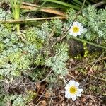 Anthemis punctata