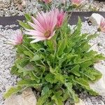 Arctotis stoechadifolia Flower