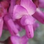 Cercis siliquastrum Flower