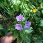 Epilobium alpestre Blodyn