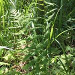 Dryopteris cristata Habit