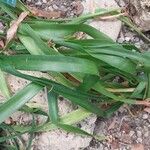 Albuca bracteata Hoja