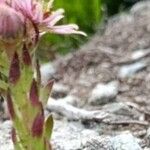 Sempervivum grandiflorum Hoja