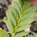 Phyllanthus urinaria Fruit