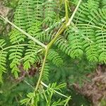 Vachellia karroo Bark