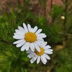 Tripleurospermum inodorumFlower