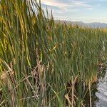 Typha orientalis Habit