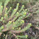 Sideritis montana Fula