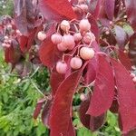 Euonymus grandiflorus Leaf