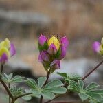 Lupinus stiversii 花