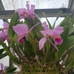 Cattleya warscewiczii Συνήθη χαρακτηριστικά