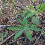 Hieracium albiflorum Blatt