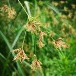 Cyperus longusЦвят