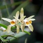 Cattleya forbesii Flor