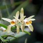 Cattleya forbesiiBlüte