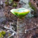 Aeonium aureum Blad