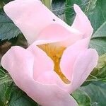Rosa pouzinii Floare