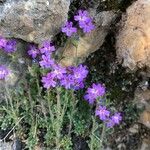 Erinus alpinus Flower