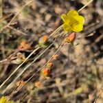 Linum volkensii Плід