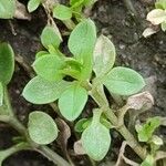 Stellaria media Blatt