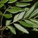 Lonchocarpus schiedeanus برگ