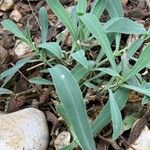 Silene vulgarisLapas