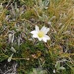 Anemone baldensis Květ