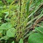 Desmodium intortum Fruit