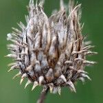 Ptilostemon gnaphaloides Fruit