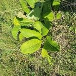 Inula heleniumLeaf