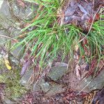 Carex globosa عادت