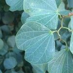 Bauhinia galpinii Blatt