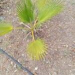 Washingtonia robusta পাতা