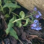 Pulmonaria affinis Květ