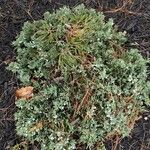 Juniperus horizontalis Leaf