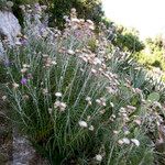 Ptilostemon gnaphaloides Other