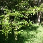 Arthroclianthus angustifolius Habitus