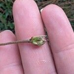 Corylus americana Leaf