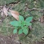 Cedronella canariensis Likasa