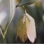 Fritillaria lagodechiana 花