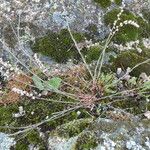Sesamoides purpurascens 樹皮