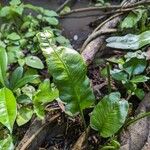 Asplenium emarginatum Leaf