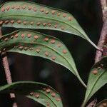 Microgramma thurnii Leaf